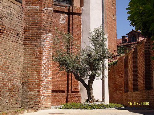 http://www.nkservice.eu/wp-content/uploads/2016/04/ULIVO.jpg